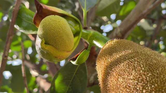 Unripe jackfruit hangs beside smaller fruits on a tree surrounded by thick vegetation and layered greenery within a healthy orchard environment. Organic farming.