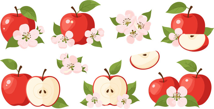 Red Apple Set with Blossoms and Slices Fresh Fruit Collection Botanical Elements Cartoon Style Healthy Food Illustration Isolated on White Background