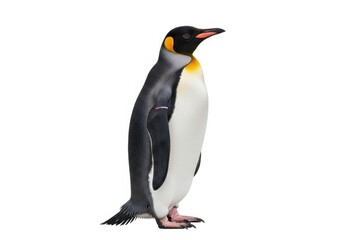 Fototapeta premium Emperor penguin standing isolated on white background