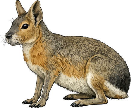 Dolichotis patagonum illustration art