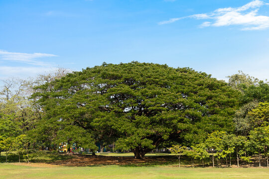 Giant rain tree in park with wide canopy, large tree landscape in Thailand