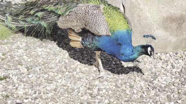 Peacock with colorful tail feathers in close up on grass in sunlight, vibrant wildlife scene with iridescent plumage and detailed pattern, 4K 60fps Dolby Vision HDR video