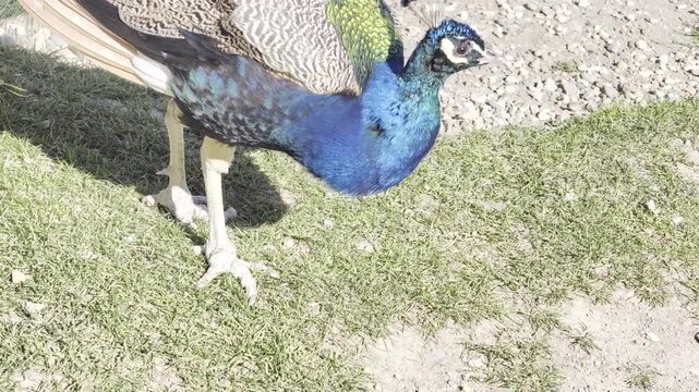 Peacock with Colorful Tail Feathers Close Up 4K Wildlife Footage 