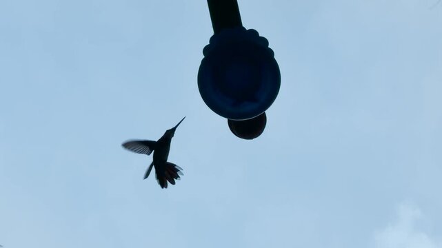 Colibr&iacute;es volando en c&aacute;mara lenta, capturando el aleteo r&aacute;pido y preciso mientras se alimentan del bebedero.
