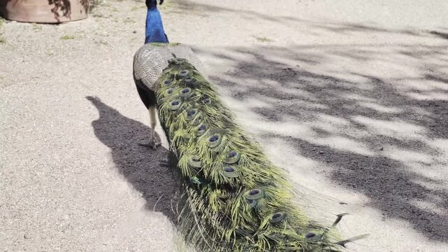 Peacock with colorful tail feathers in close up on grass in sunlight, vibrant wildlife scene with iridescent plumage and detailed pattern, 4K 60fps Dolby Vision HDR video