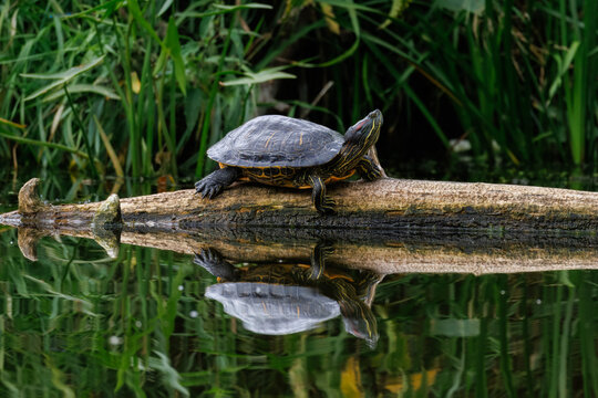 Red-eared slider turtle (Trachemys scripta elegans) basking. Turtle on log, reflection in water, side view, pond life, sunny summer day, green aquatic plants, wildlife photography, sharp focus.
