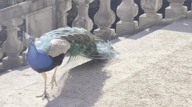 Peacock with colorful tail feathers in close up on grass in sunlight, vibrant wildlife scene with iridescent plumage and detailed pattern, 4K 60fps Dolby Vision HDR video