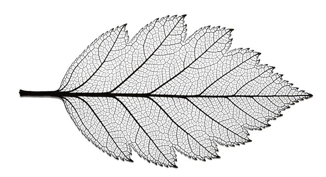 Delicate Hawthorn Leaf Skeleton Isolated on White Background Showcasing Intricate Vein Structure