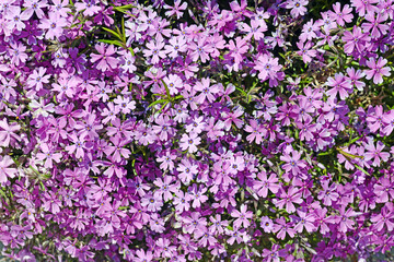 Fototapeta premium purple Creeping Phlox subulata moss background