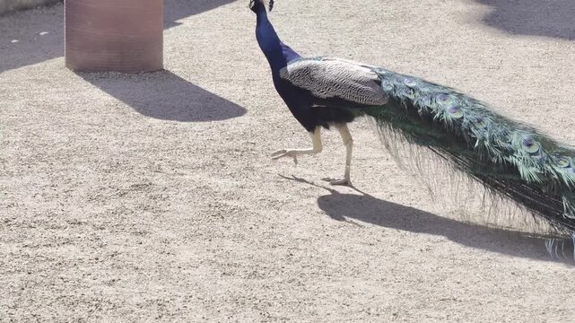 Peacock with colorful tail feathers in close up on grass in sunlight, vibrant wildlife scene with iridescent plumage and detailed pattern, 4K 60fps Dolby Vision HDR video