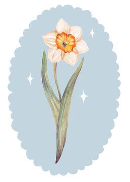 Watercolor postcard with illustration of a flower daffodil in an oval wavy vintage blue frame with stars. Floral hand drawn delicate illustration of blossom narcissus. Decorative card spring flower