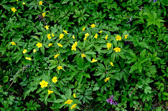 Close-up of anemone ranunculoides &ndash; yellow wood anemone or buttercup anemone in bloom
