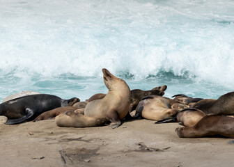 Fototapeta premium sea lion on the beach