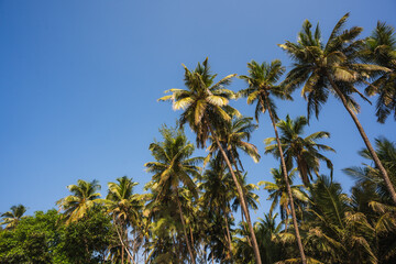 Obraz premium Tall coconut palm trees against clear blue sky creating a tropical coastal landscape in Gokarna, Karnataka
