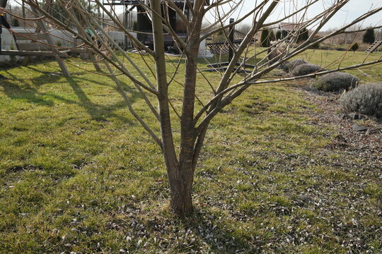 A young deciduous tree with bare branches grows on a lawn. Green grass and dry leaves cover the ground.