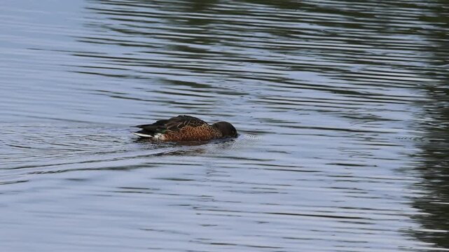 A northern shoveler swims across the dark, shimmering pond toward an oncoming gadwall; a male northern shoveler in non-breeding plumage; waterfowl on the lake; Spatula clypeata reflected in the lake