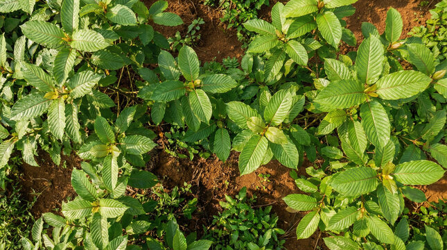 High angle view of Mitragyna speciosa plants growing in the garden soil under morning sunlight for kratom farming and herbal industry concept