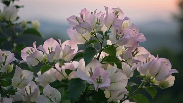 Beautiful pale pink bougainvillea flowers blooming in the garden at sunset