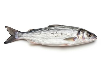 Obraz premium Fresh raw sea bass fish isolated on white background
