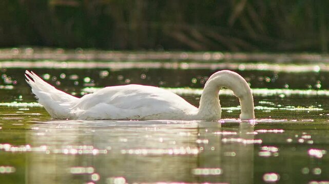 Mute Swan Male Swimming and Diving While Feeding and Preening in Morning Wetland