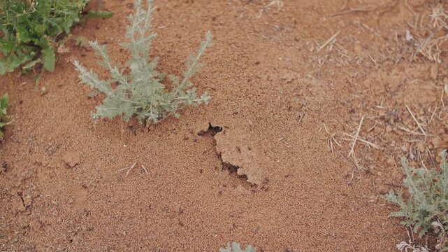 Title (English): Busy Colony of Ants Working Around Anthill in Dry Soil