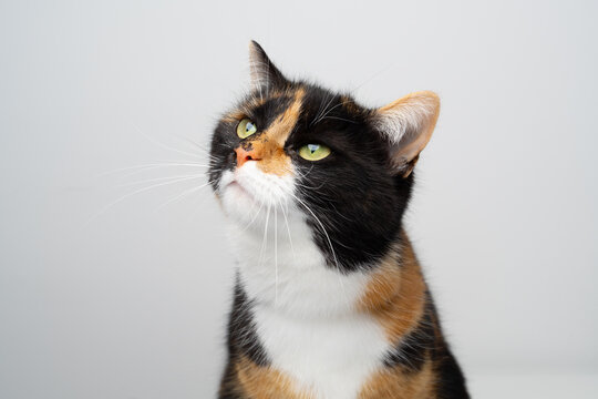 portrait of a calico cat looking at copy space on white background