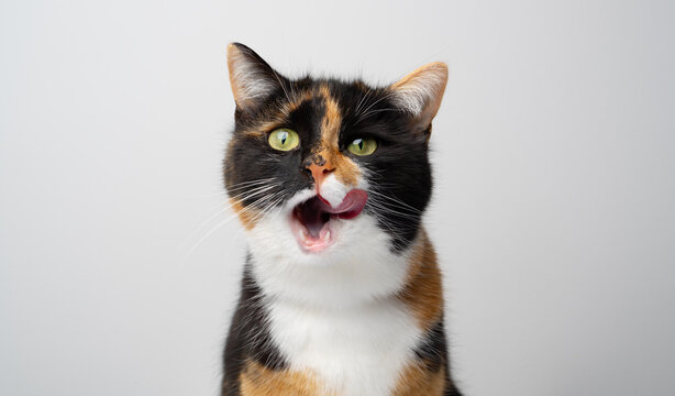 portrait of a hungry mouth licking calico cat on white studio background with copy space