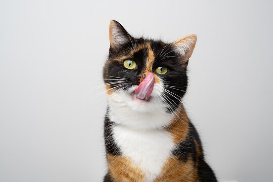 portrait of a hungry mouth licking calico cat on white studio background with copy space