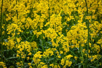 Obraz premium Fields of Yellow Flowers Bloom During Spring in a Rural Area Filled With Vibrant Plants and Natural Beauty