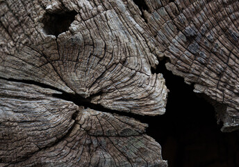 Close-up of old oak tree bark with deep cracks, knots and natural patterns. Detailed texture of aged wood surface, emphasizing strength, time and natural character. 