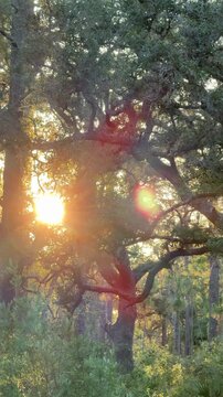 A large ancient oak tree spreads wide branches in a sunlit forest clearing. Warm golden light filters through green foliage creating a tranquil natural atmosphere.