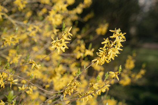 yellow flowers of the forest. Forsythia branch with bright yellow flowers in spring garden setting.