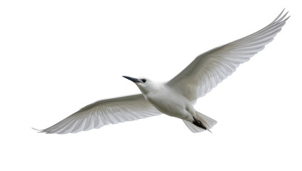 Obraz premium White seabird in flight with outstretched wings and gray beak