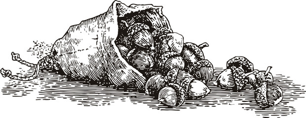 Obraz premium vintage illustration of a burlap sack spilling acorns and chestnuts on the ground