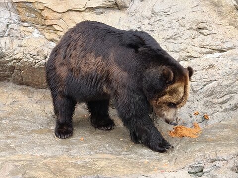 Dark Brown Bear Eating Food on Rocky Surface at Zoo