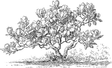 Fototapeta premium Magnolia tree in full bloom with large flowers and detailed branches, natural garden scene