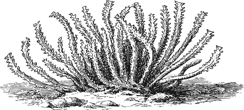 vintage illustration of a spiky desert plant with long narrow leaves in sandy soil