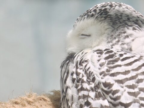 Snowy Owl Sleeping Eyes Closed Fluffy White Feathers
