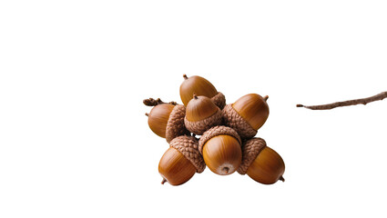 Group of Brown Acorns with Caps and Branch © Nuria
