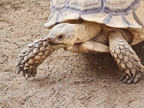 Sulcata Tortoise Side Profile Walking on Sand