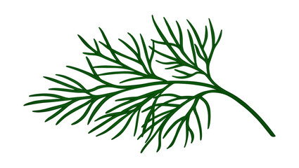 Fototapeta premium Vibrant green Dill Herb Sprig with Delicate Feathery Foliage