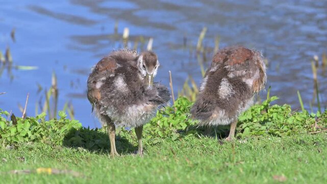 Egyptian Goose (Alopochen aegyptiaca) goslings with the downy feathers being replaced by adult plumage, preening.  April, Kent, UK [Half speed]