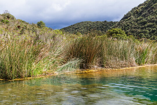 The high-altitude aquatic plants, primarily Totora reeds, Cuicocha Lake and vegetation in crater. The crystal-clear, deep blue alkaline waters of the volcanic caldera. Ecuadorian Andes