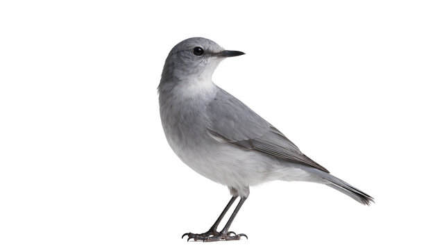 Gray slender Northern Mockingbird perched on a branch
