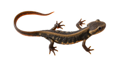 Fototapeta premium Dark Brown Eastern Newt Amphibian with Yellow Spots and Curved Tail