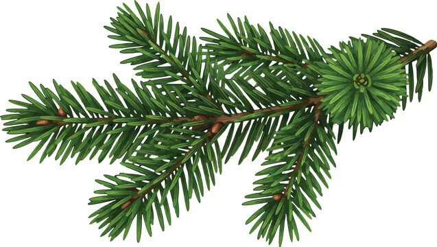 Pine Branch Vector Illustration for Christmas and Winter Design