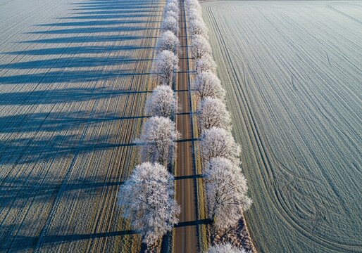 Majestic Winter Road: Snow-Covered Trees Creating Perfect Symmetry in a Frosty Landscape