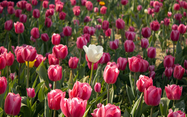 Obraz premium A single white tulip among many pink tulips. The concept of uniqueness and standing out from the crowd.