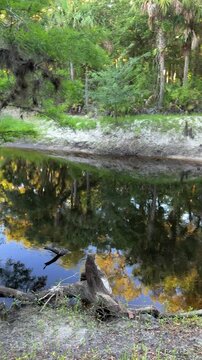 Calm river water reflects tall trees and greenery in a peaceful Florida woodland environment. Sandy banks, roots, and cypress trees create a serene natural outdoor scene.