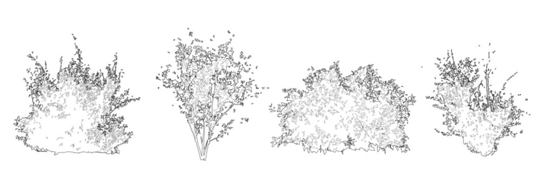 Vector set of shrubs and bushes in elevation view for use in architectural drawings